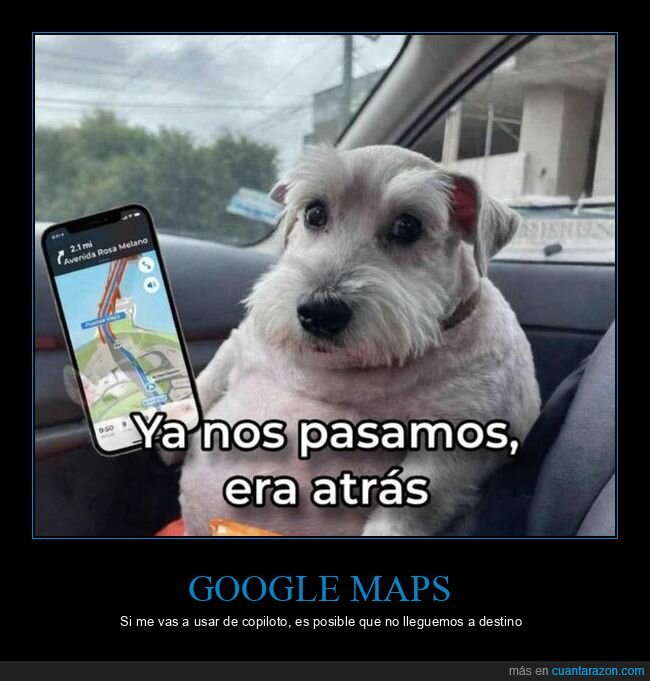 navegación,copiloto,perro,desastre,confianza